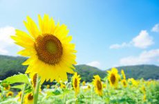 夏季休業のお知らせ