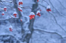 冬季休業のお知らせ