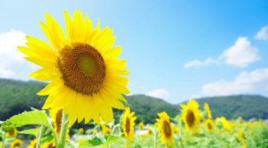 夏季休業のお知らせ